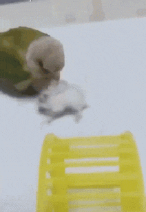減肥002.gif