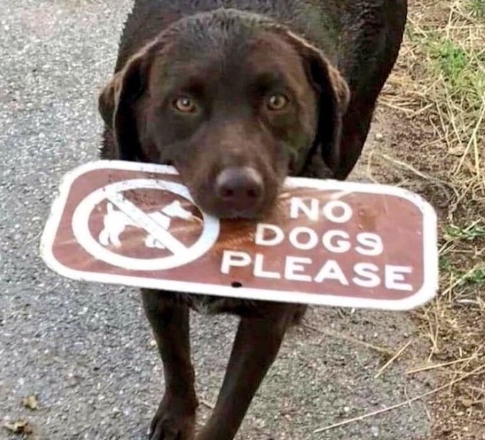 No Dog Please - Copy.jpg