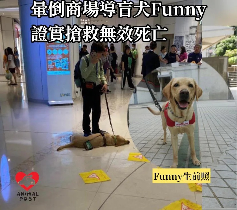 1 暈倒商場導盲犬Funny 晚上搶救無效死亡.jpg