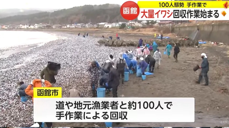 4  12月10日開始約100名本地漁業者到場回收岸邊死魚。.jpg