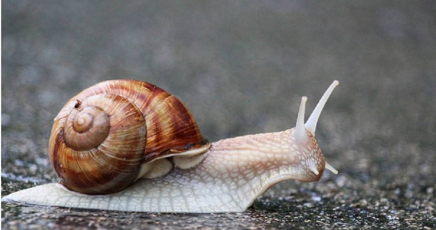 蝸牛  ／  Snail.jpg