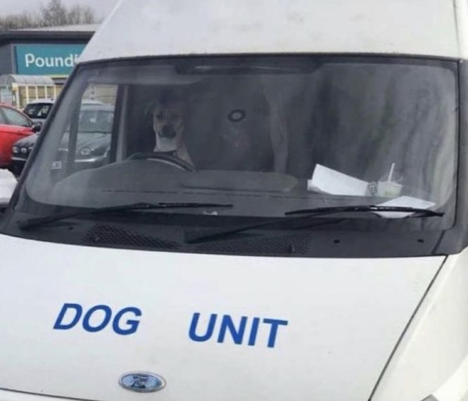 Dog Unit - Copy.jpg