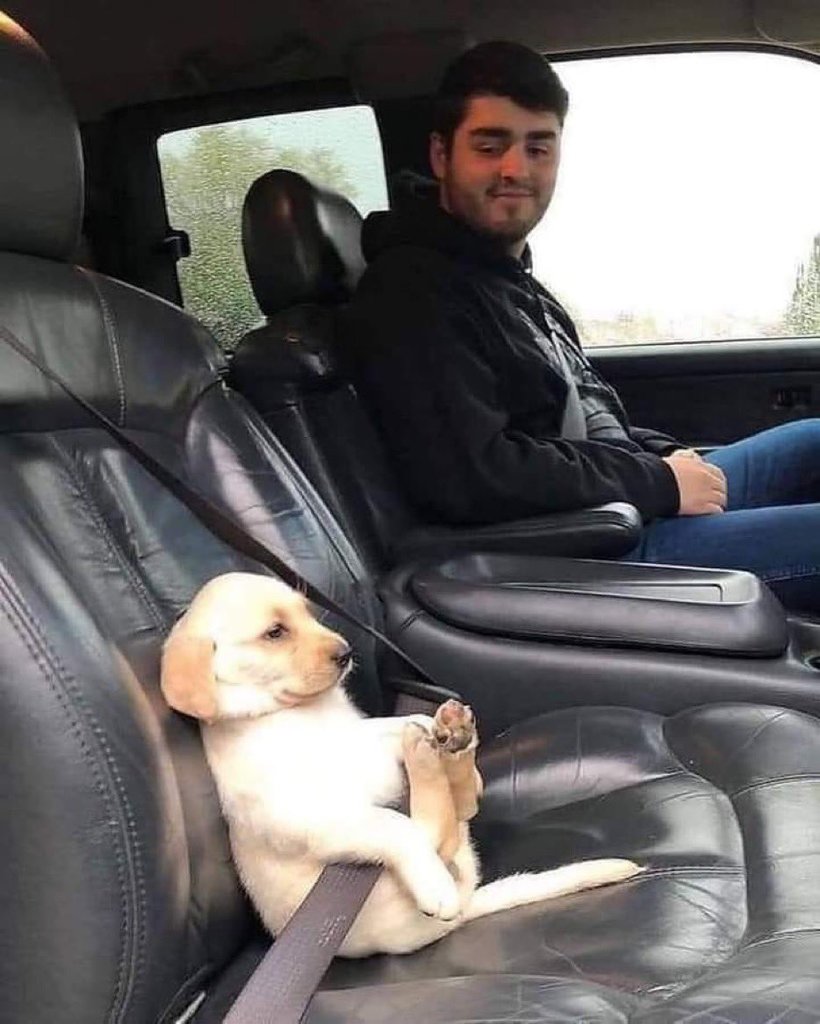 Dog Seat Belt - Copy.jpg