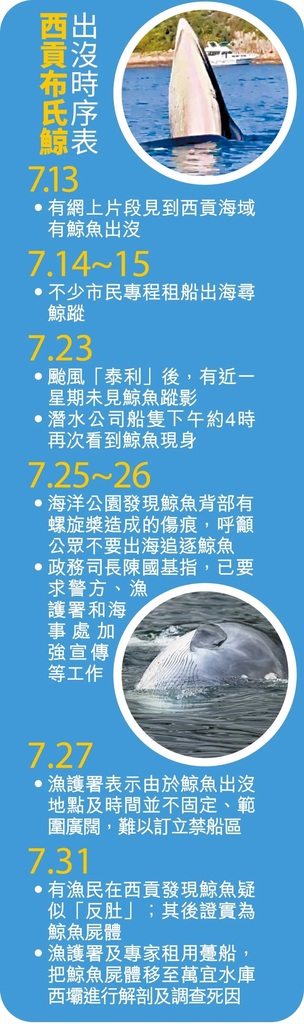 好奇害死鯨？兩周前西貢游弋成焦點 鯨歿牛尾海 背部受創或製標本.jpg.jpg