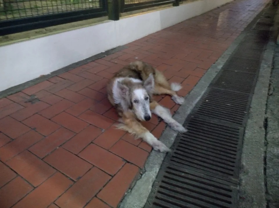 2  狗狗日前被遺棄荃灣的公園。.jpg