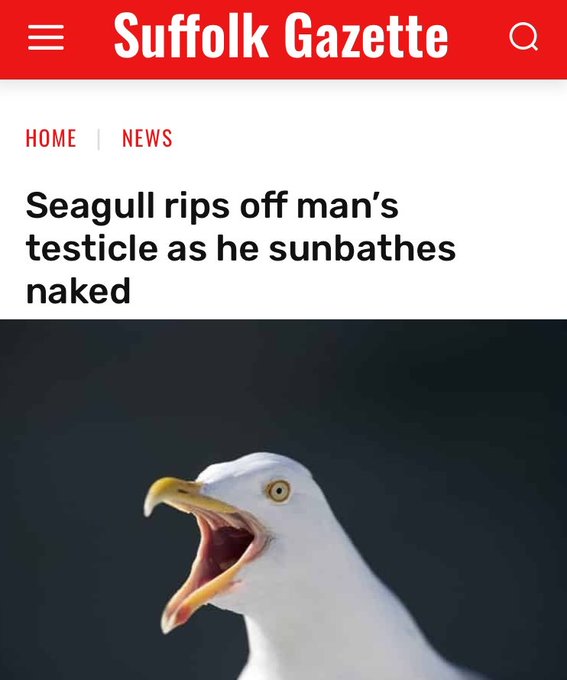 Seagull - Copy.jpg