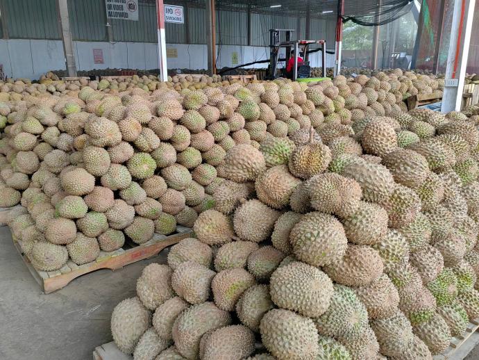 230409durian1.jpg