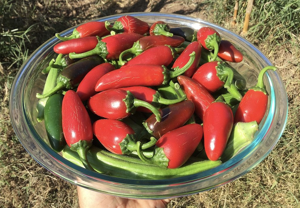 Bowl_of_jalapeños.jpg