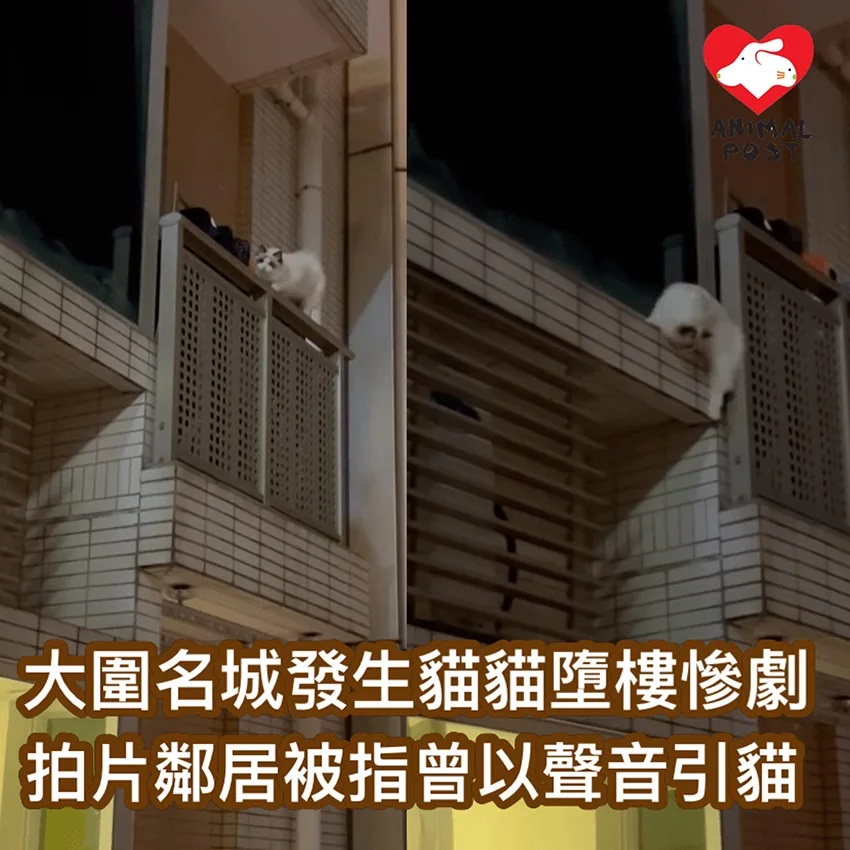 大圍名城發生貓貓露台墮樓慘劇 鄰近單位拍片者被指曾用聲音引貓.jpg.jpg