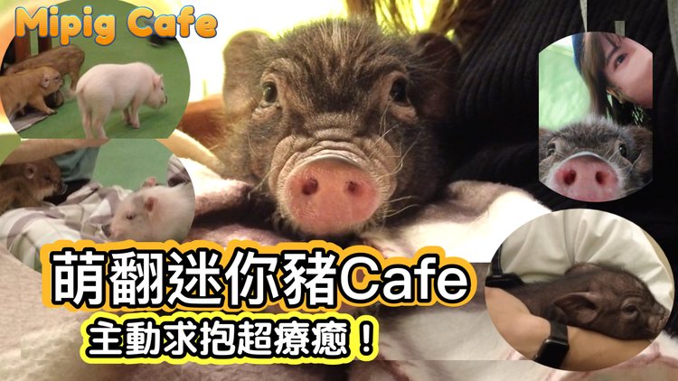 日本「迷你豬咖啡館」超療癒 坐大腿撒嬌萌翻 比貓狗更親人.jpg
