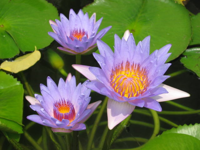 water lily