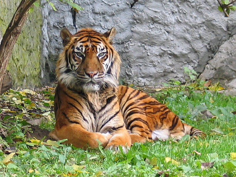 FilePanthera tigris sumatran subspecies.jpg