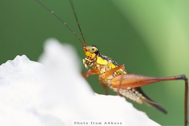 Cricket A8.jpg