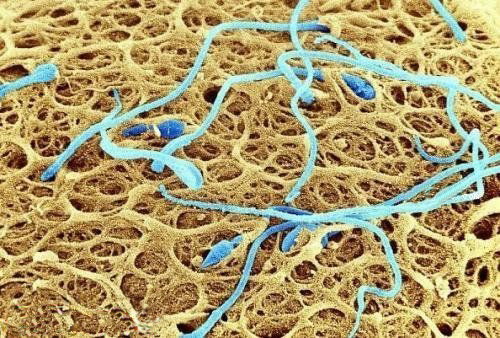 2.  卵子表面的精子：生命循环从此开始：这张图片上显示的是大量精子正在争先恐后地给.jpg