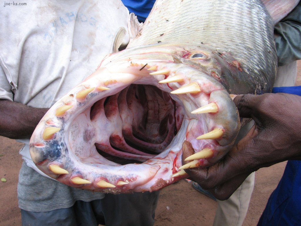 PiranhaOnSteroids3.jpg