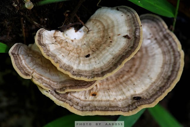 Wide Mushroom4.jpg