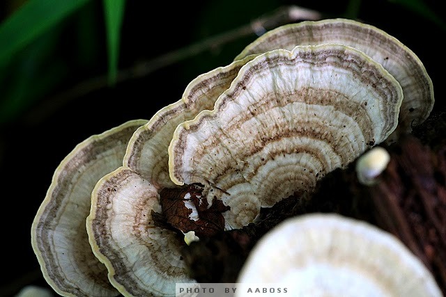 Wide Mushroom5a.jpg