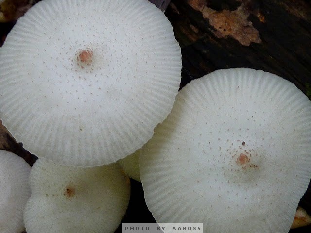 Wide Mushroom10a.jpg