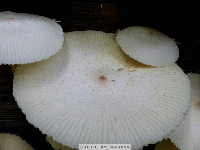 Wide Mushroom11a.jpg