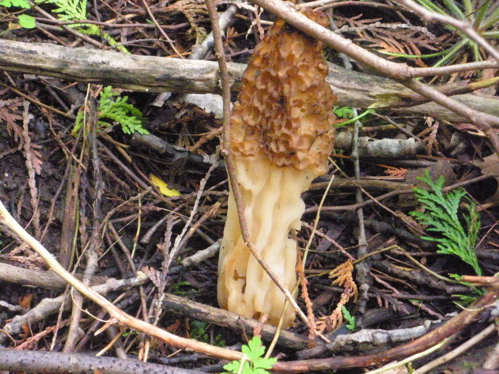 mushroom