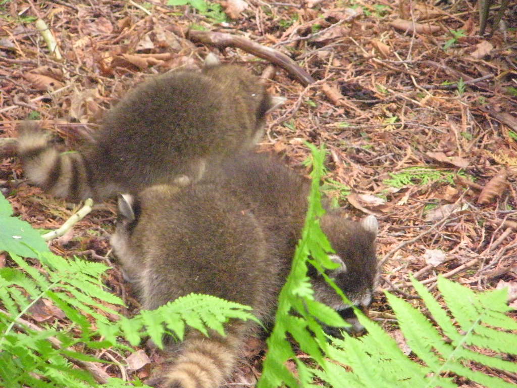 raccoons