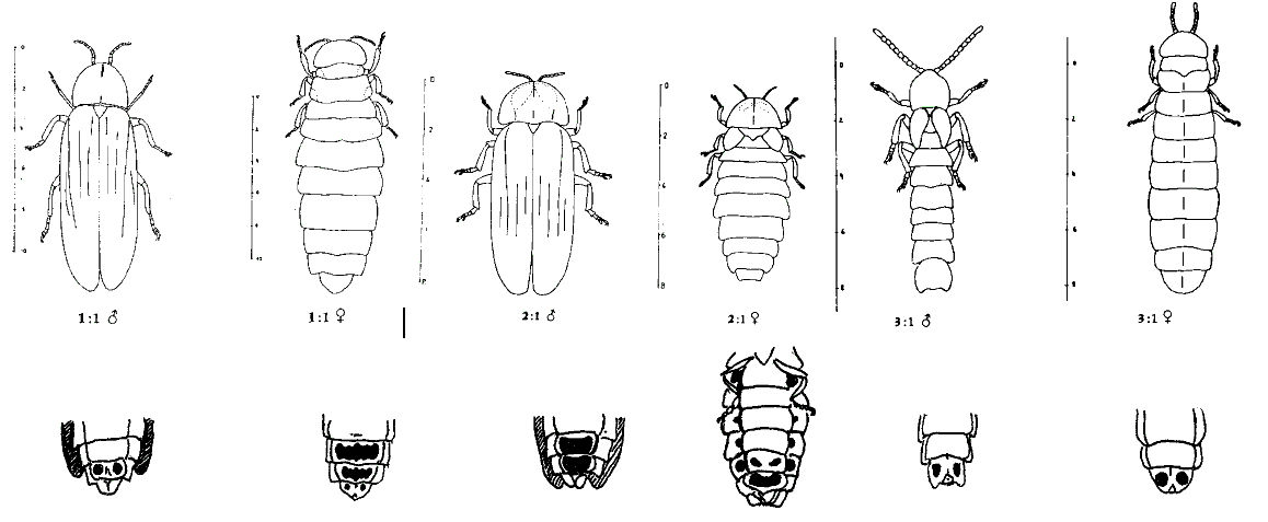 species1.gif