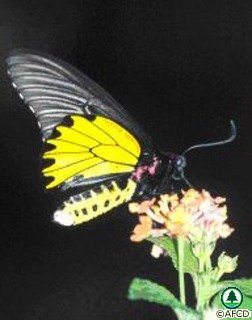 butterflies_image002.jpg