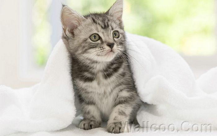 Funny_Kitty_American Shorthair Kitten.jpg