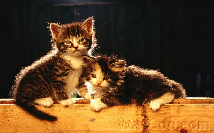 Wallcoo_com_baby_pussy_kitten_baby_Cat_429.jpg