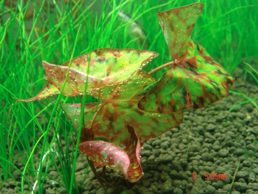 Nymphaea sp.jpg