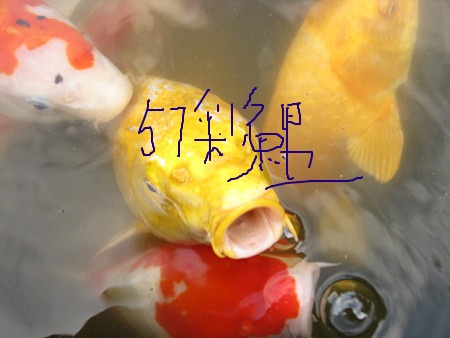 FISH001.jpg