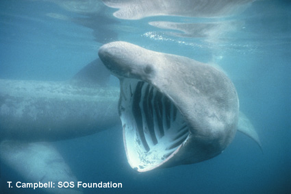 basking_shark_feeding_425.jpg