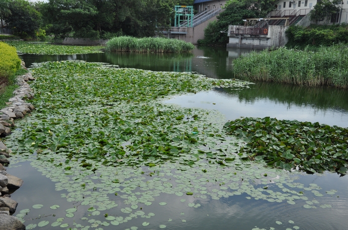 荷花池