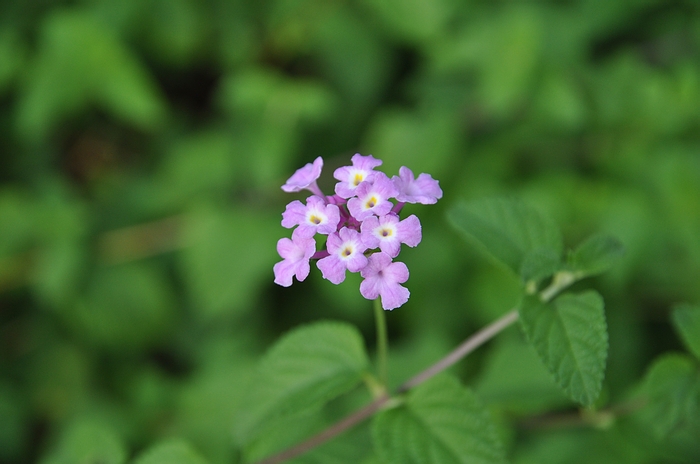 花花