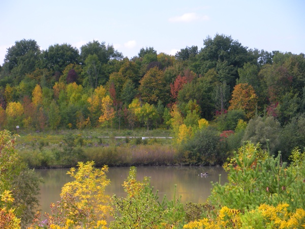 this is taken from a park, will take photos again when leaves change color to red/orange/yellow