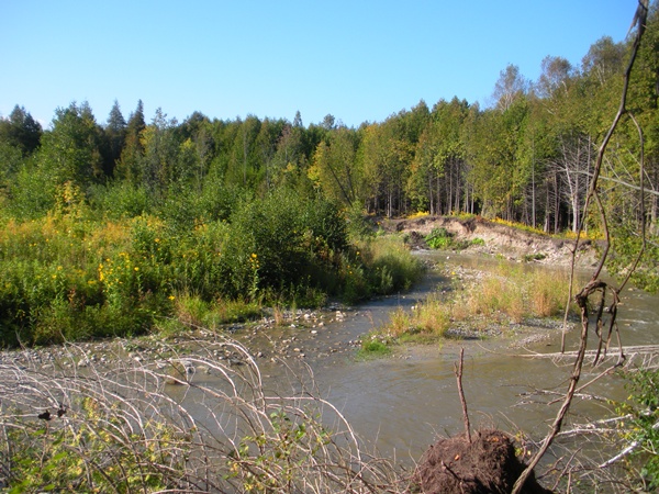 there will be lots of salmon spawning very soon on this part of the river