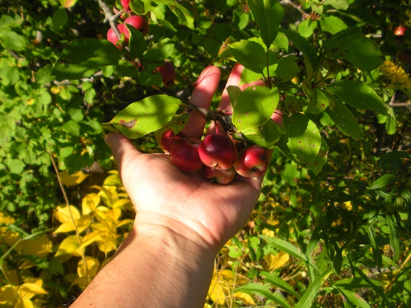 apple tree