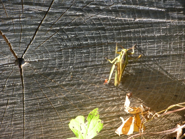 grasshopper with only one hind leg