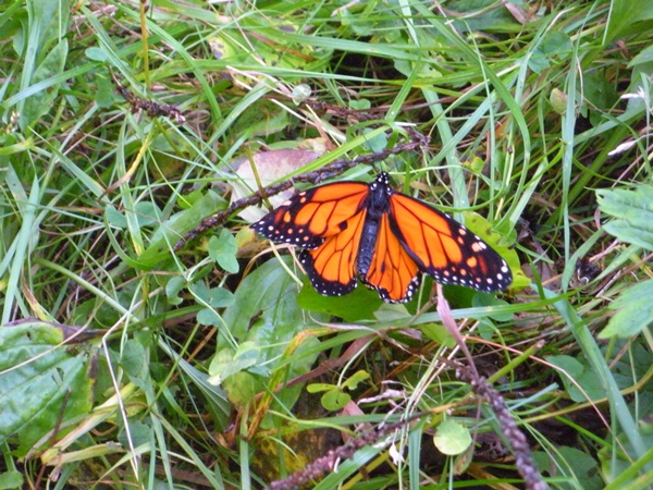 monarch butterfly