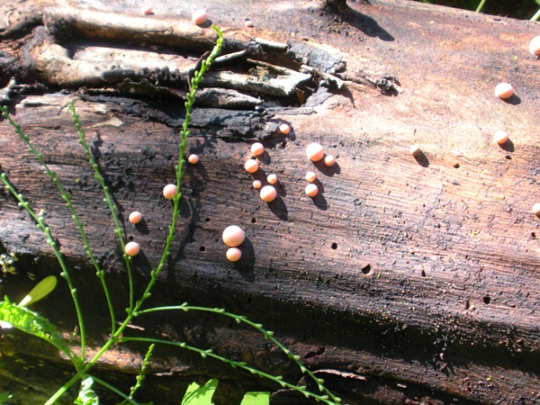 strange looking mushroom