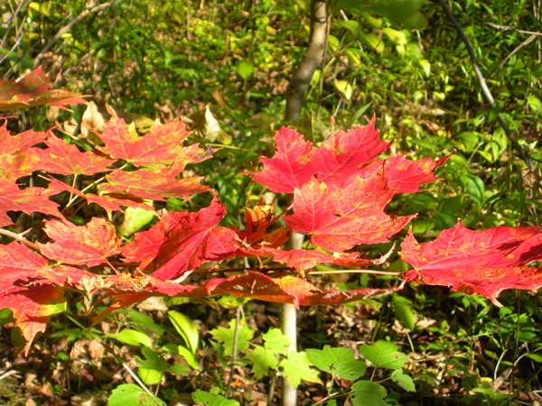 bright red maple leaves blowing with the wind