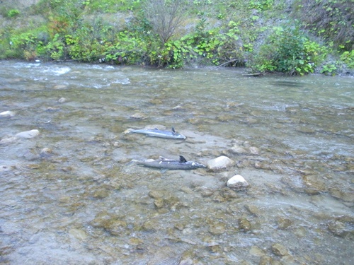 dead fish after spawning