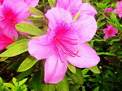 250px-Azalea_Nanjing.jpg