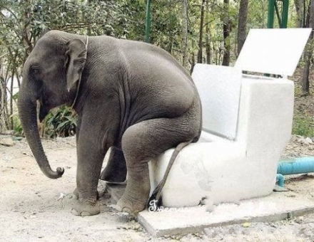 大象也文明了.jpg