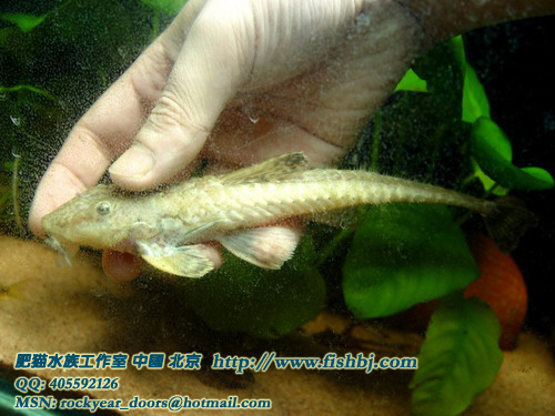 FISH026C.jpg