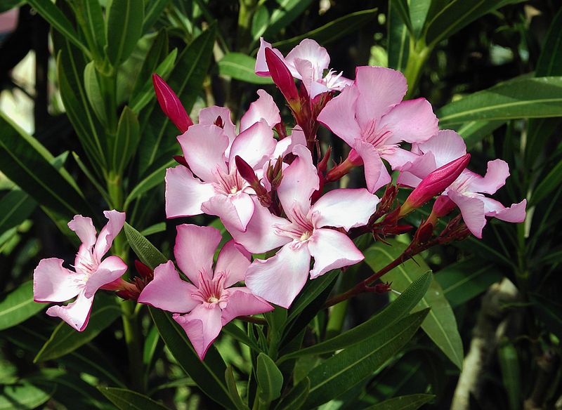 800px-Nerium_oleander_flowers_leaves.jpg