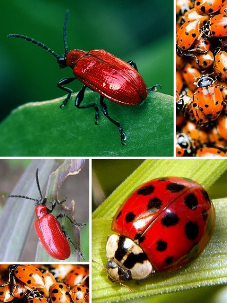 紅甲蟲.jpg