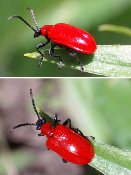 紅甲蟲2.jpg