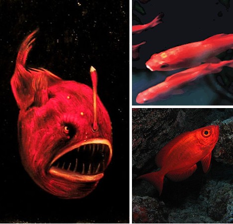 紅魚.jpg