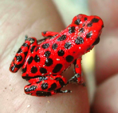紅毒箭蛙1.jpg
